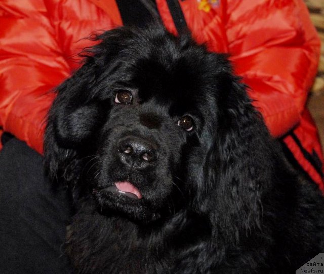 Фотография № 85390