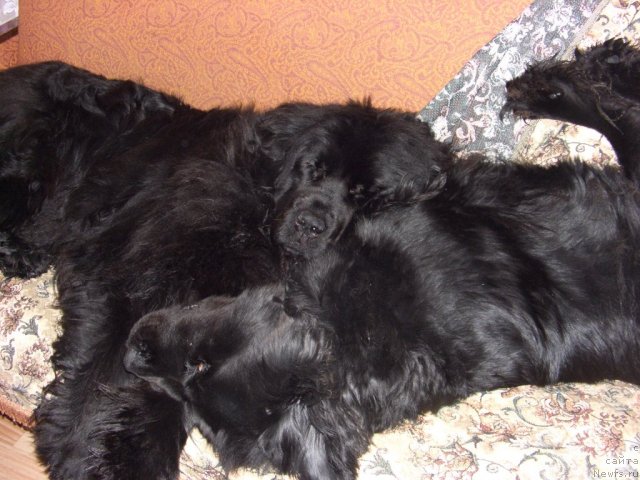 Фото: ньюфаундленд Lesnaya Skazka Lunnaya Sonata (Лесная Сказка Лунная Соната), ньюфаундленд Baryishnya (Барышня)