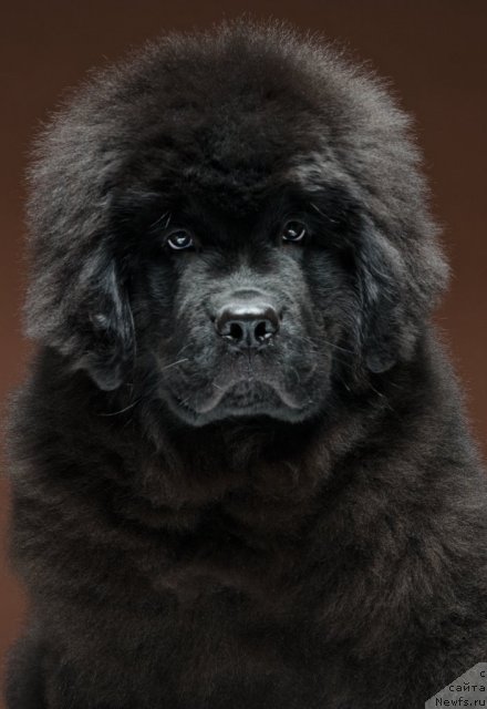 Фото: Andrey Komissarov (Андрей Комиссаров)