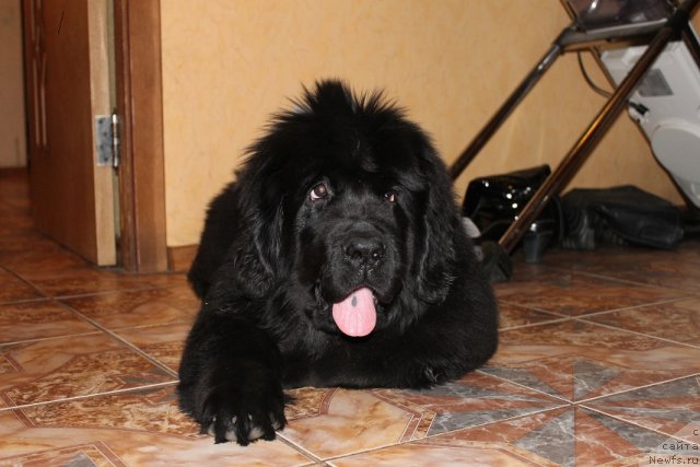 Фотография № 85398