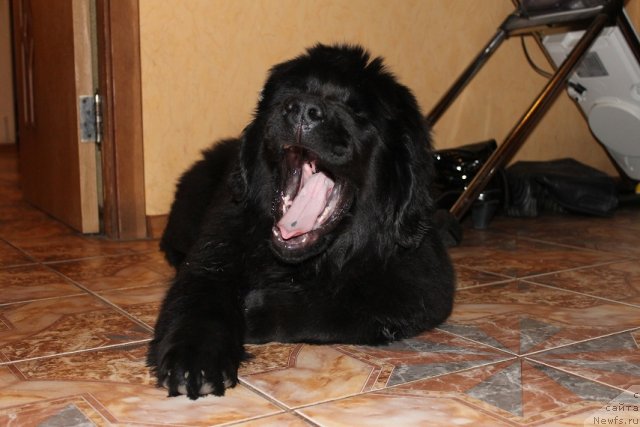 Фото: ньюфаундленд Vom Waterfall Land Aya (Вом Ватерфалл Лэнд Айя)