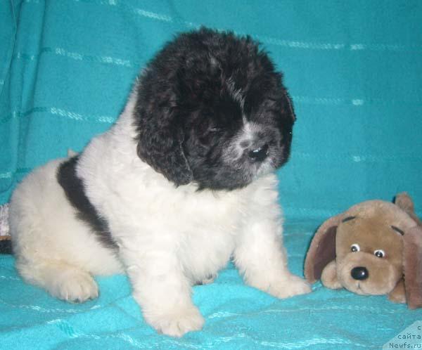 Фото: ньюфаундленд Super Bizon Baton (Супер Бизон Батон)