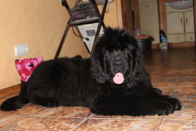 Фотография № 85401