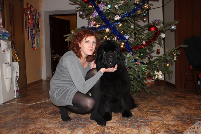 Фото: ньюфаундленд Zholli Wonderfull iz Medvejyego Yara (Жолли Вандерфулл из Медвежьего Яра), Elizaveta Safiullina (Елизавета Сафиуллина)