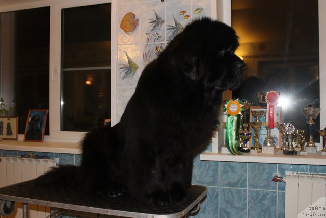 Фото: ньюфаундленд Zholli Wonderfull iz Medvejyego Yara (Жолли Вандерфулл из Медвежьего Яра)