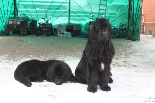 Фото: ньюфаундленд I'm in Love Midnight Bear, ньюфаундленд Vom Waterfall Land Aya (Вом Ватерфалл Лэнд Айя)