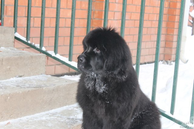 Фото: ньюфаундленд Vom Waterfall Land Aya (Вом Ватерфалл Лэнд Айя)