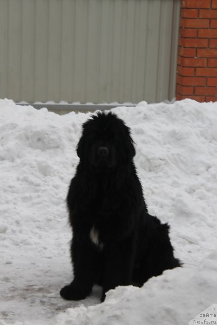 Фото: ньюфаундленд I'm in Love Midnight Bear