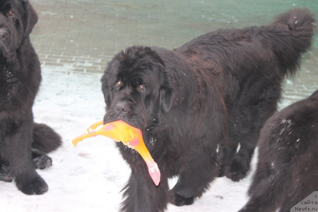 Фото: ньюфаундленд Kazanova Bol'shoy Drug (Казанова Большой Друг)