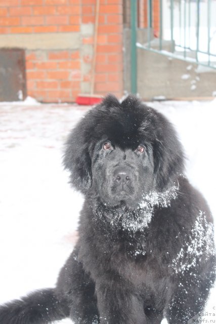 Фотография № 85420