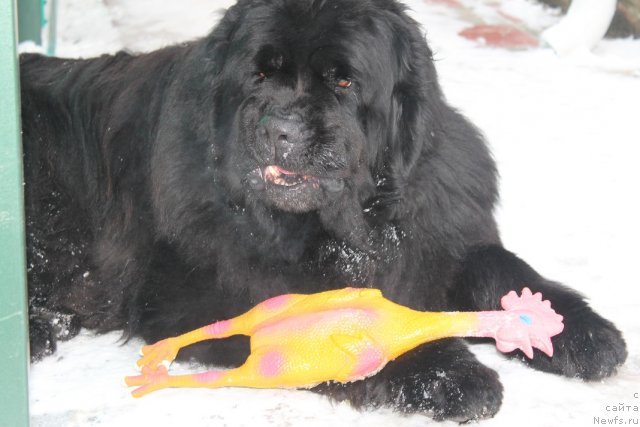Фото: ньюфаундленд Kazanova Bol'shoy Drug (Казанова Большой Друг)