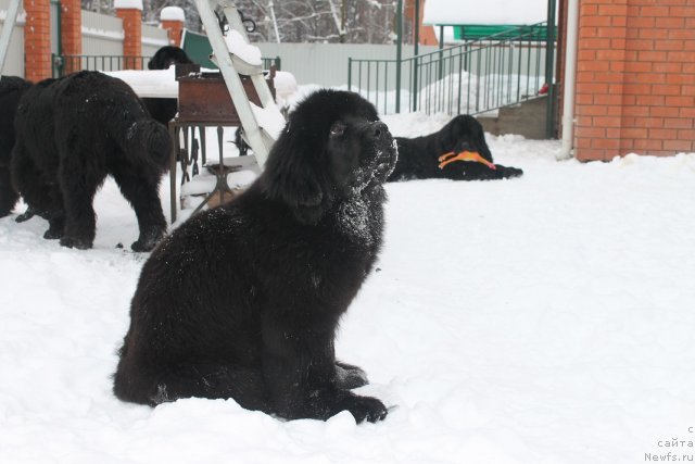 Фото: ньюфаундленд Vom Waterfall Land Aya (Вом Ватерфалл Лэнд Айя)
