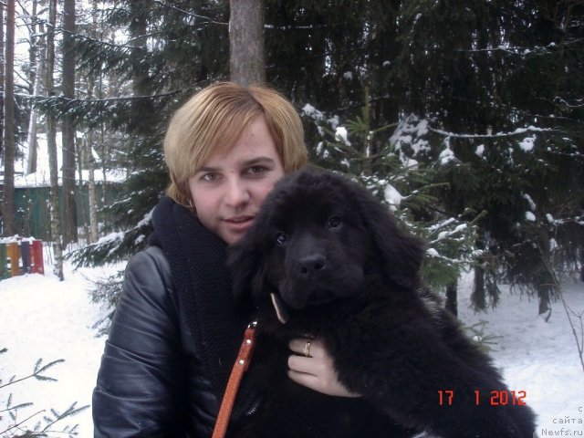 Фото: ньюфаундленд Smigar Osennyaya Skazka (Смигар Осенняя Сказка)