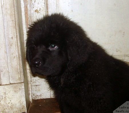 Фото: ньюфаундленд Smigar Osennyaya Skazka (Смигар Осенняя Сказка)