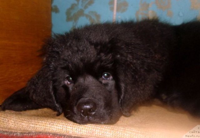 Фото: ньюфаундленд Smigar Osennyaya Skazka (Смигар Осенняя Сказка)