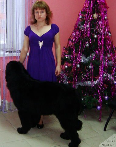 Фото: ньюфаундленд Passia Korolya iz Medvejyego Yara (Пассия Короля из Медвежьего Яра), Viktoriya Zamyatina (Виктория Замятина)