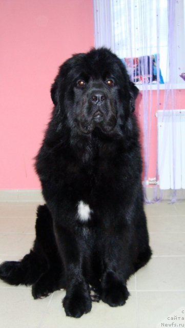 Фото: ньюфаундленд Passia Korolya iz Medvejyego Yara (Пассия Короля из Медвежьего Яра)