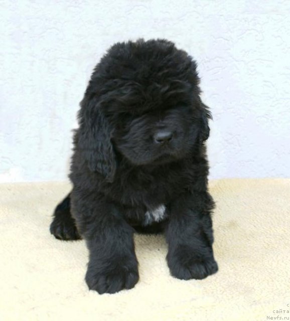 Фотография № 85438