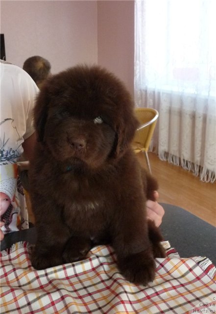 Фото: ньюфаундленд N'yufort Prado (Ньюфорт Прадо)