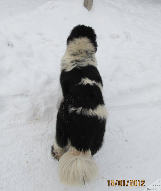 Фото: ньюфаундленд Super Bizon Ekaterinburg (Супер Бизон Екатеринбург)