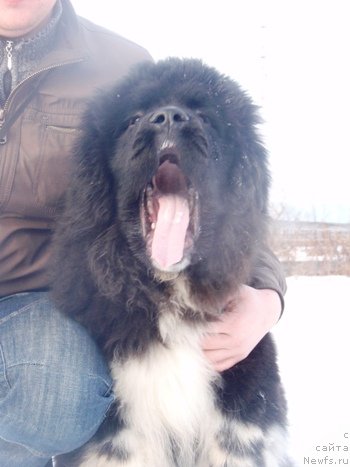 Фото: Кипер Соул Лоудстар