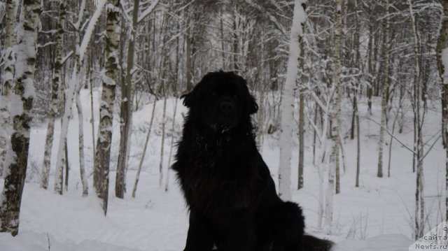 Фото: ньюфаундленд Ryesh (Рэш)