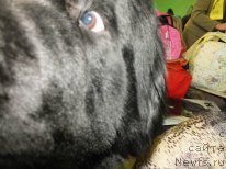 Фото: ньюфаундленд Akvatoriya Kelvin Maksim (Акватория Келвин Максим)