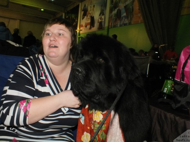 Фото: ньюфаундленд Akvatoriya Kelvin Maksim (Акватория Келвин Максим)