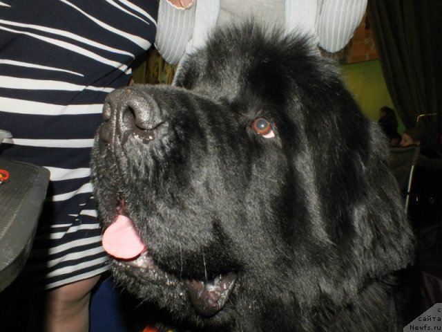 Фото: ньюфаундленд Akvatoriya Kelvin Maksim (Акватория Келвин Максим)