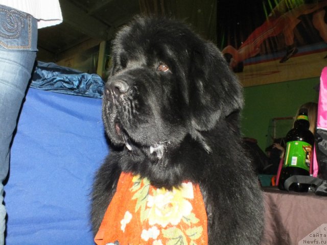 Фото: ньюфаундленд Akvatoriya Kelvin Maksim (Акватория Келвин Максим)