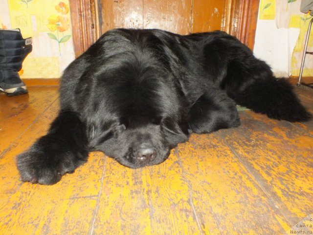 Фото: ньюфаундленд Akvatoriya Kelvin Maksim (Акватория Келвин Максим)