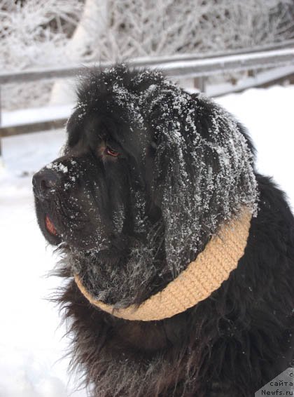 Фотография № 85516