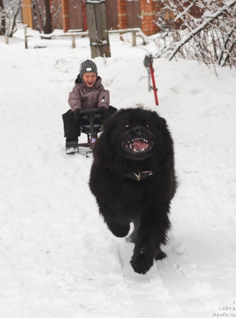 Фото: ньюфаундленд Uluvatu Devi Dan (Улувату Деви Дан)