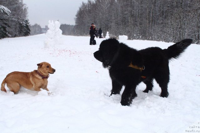 Фото: ньюфаундленд Uluvatu Devi Dan (Улувату Деви Дан)