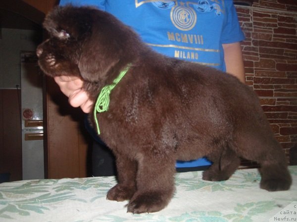 Фото: дети, ньюфаундленд Arabella Statnaya Mulatka (Арабелла Статная Мулатка)