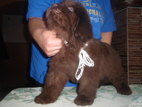 Фото: дети Белки, ньюфаундленд Arabella Statnaya Mulatka (Арабелла Статная Мулатка)