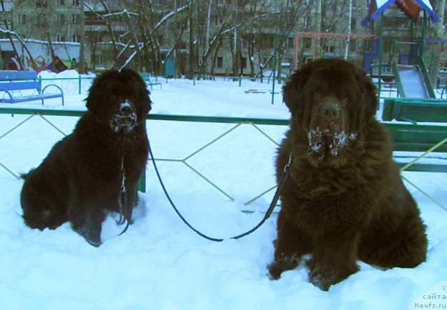 Фото: ньюфаундленд Zhdanny Syn Vialiki Miadzvedz, ньюфаундленд Super Premium Best Belzhen Regards (Супер Премиум Бест Бэлжен Ригардс)