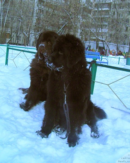 Фото: ньюфаундленд Zhdanny Syn Vialiki Miadzvedz, ньюфаундленд Super Premium Best Belzhen Regards (Супер Премиум Бест Бэлжен Ригардс)