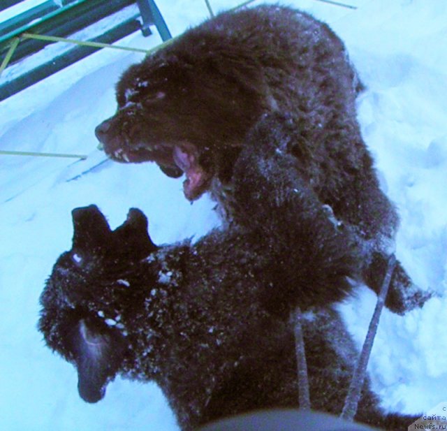 Фотография № 85526