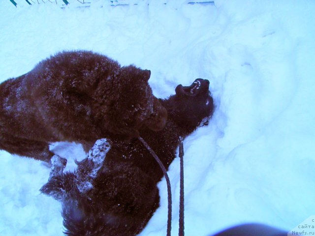 Фото: ньюфаундленд Zhdanny Syn Vialiki Miadzvedz, ньюфаундленд Super Premium Best Belzhen Regards (Супер Премиум Бест Бэлжен Ригардс)