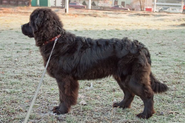 Фото: ньюфаундленд Sent Djons SHarmel' (Сент Джонс Шармель), ньюфаундленд Sent Djons SHarmel' (Сент Джонс Шармель)