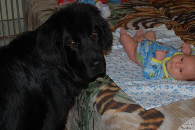 Фото: ньюфаундленд Ryicar' Blagorodnyiy ot Marleon Dusvik (Рыцарь Благородный от Марлеон Дусвик)