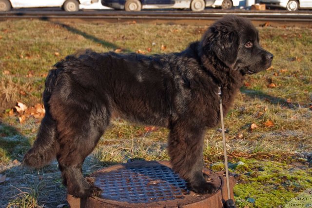 Фото: ньюфаундленд Sent Djons SHarmel' (Сент Джонс Шармель)