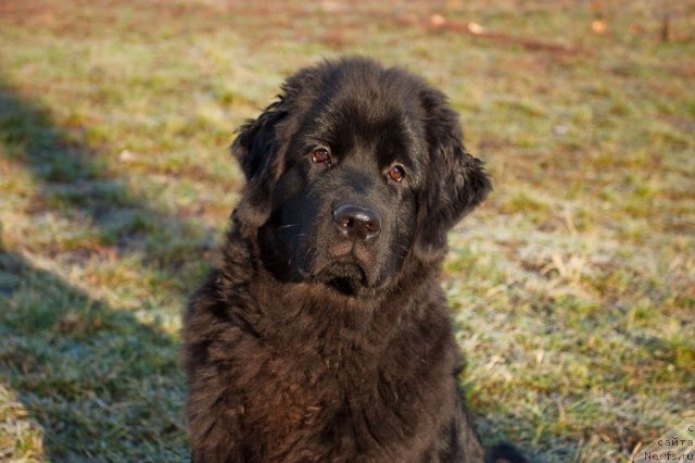 Фото: ньюфаундленд Sent Djons SHarmel' (Сент Джонс Шармель)