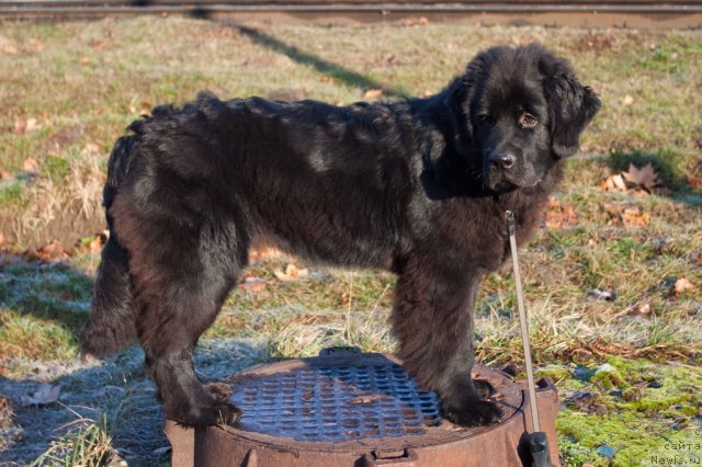 Фото: ньюфаундленд Sent Djons SHarmel' (Сент Джонс Шармель)