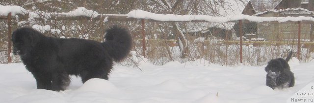 Фото: ньюфаундленд Bjornebandens Nancy Wilson