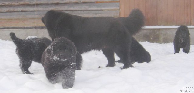 Фото: ньюфаундленд Bjornebandens Nancy Wilson