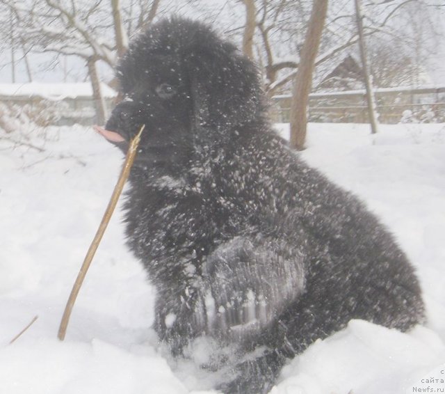 Фото: ньюфаундленд Bjornebandens Nancy Wilson