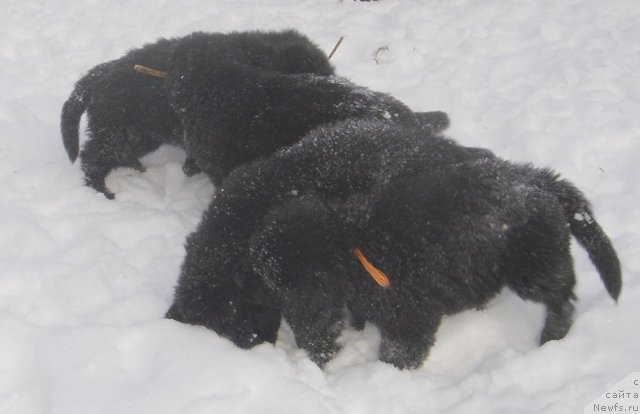 Фото: ньюфаундленд Bjornebandens Nancy Wilson