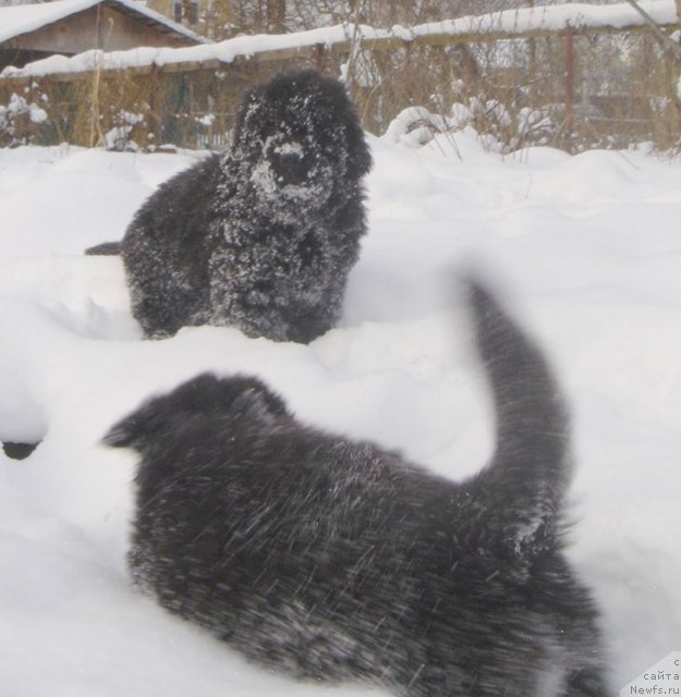 Фото: ньюфаундленд Bjornebandens Nancy Wilson